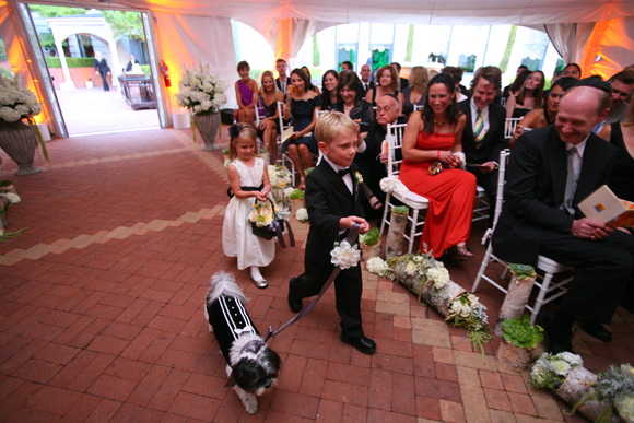 Dog in Wedding