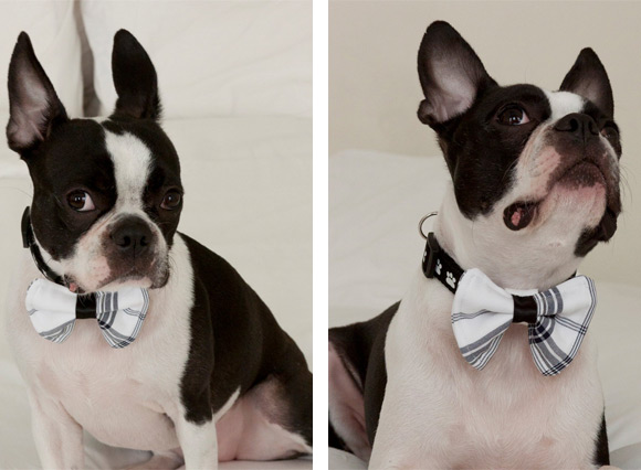 Happy Dog Clothes